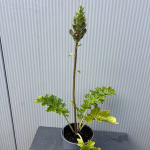 Acanthus mollis