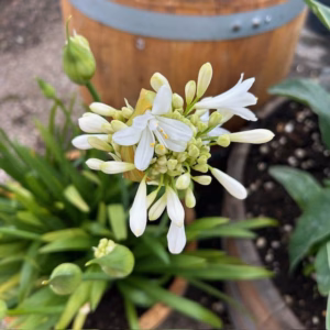 Agapanthus wit