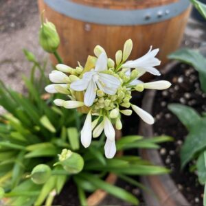 Agapanthus wit