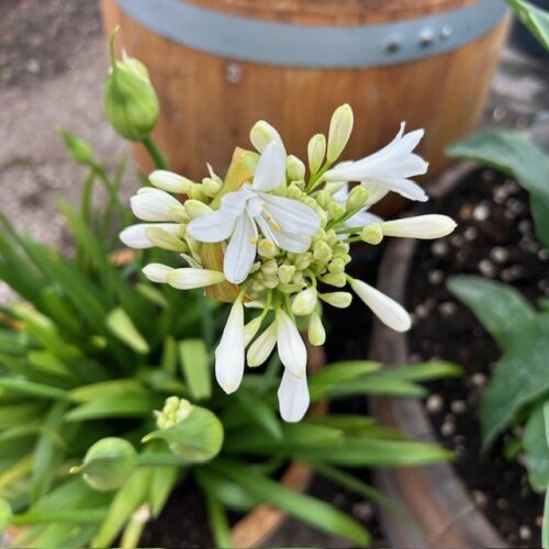 Agapanthus (Afrikaanse lelie)
