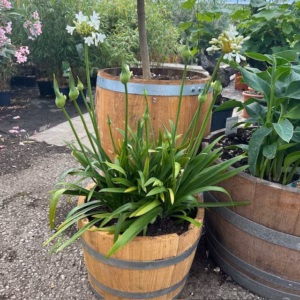 Agapanthus wit in een half portvat 25 liter