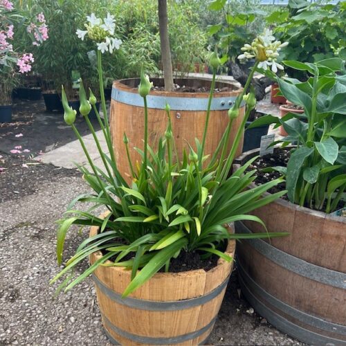 Agapanthus wit in een half portvat 25 liter