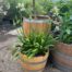 Agapanthus wit in een half portvat 25 liter