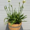 Agapanthus wit in een half portvat 25 liter