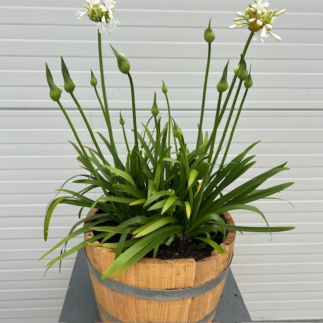 Agapanthus wit in een half portvat 25 liter