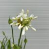 Agapanthus wit in een half portvat 25 liter