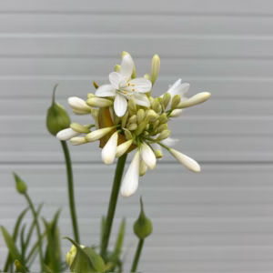 Agapanthus wit in een half portvat 25 liter