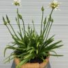 Agapanthus wit in een half portvat 25 liter