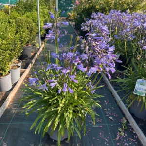 Agapathus (Afrikaanse lelie) blauw grote plant