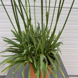Agapathus (Afrikaanse lelie) blauw grote plant