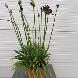 Agapathus (Afrikaanse lelie) blauw grote plant