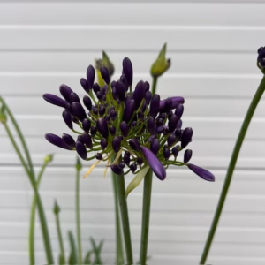 Agapathus (Afrikaanse lelie) blauw grote plant