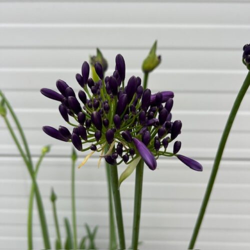 Agapathus (Afrikaanse lelie) blauw grote plant