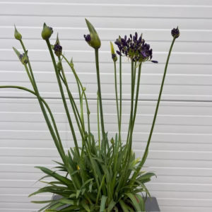 Agapathus (Afrikaanse lelie) blauw grote plant