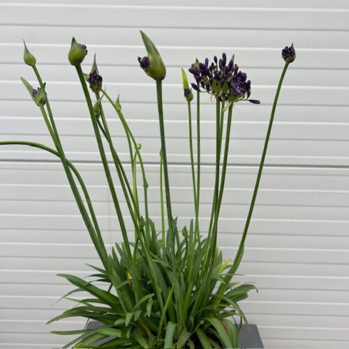 Agapathus (Afrikaanse lelie) blauw grote plant