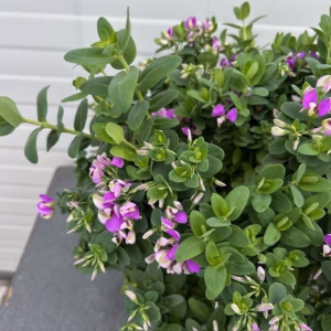 Polygala myrtifolia 'Bibi Pink (Vleugeltjesbloem)