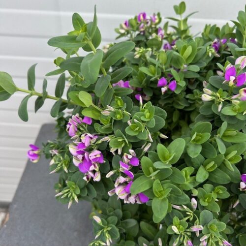 Polygala myrtifolia 'Bibi Pink (Vleugeltjesbloem)