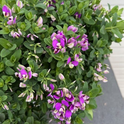 Polygala myrtifolia 'Bibi Pink (Vleugeltjesbloem)