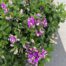 Polygala myrtifolia 'Bibi Pink (Vleugeltjesbloem)