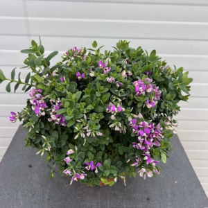 Polygala myrtifolia 'Bibi Pink (Vleugeltjesbloem)