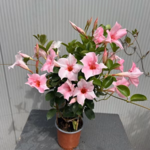 Dipladenia (Sundaville of Mandevilla) roze