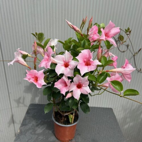 Dipladenia (Sundaville of Mandevilla) roze