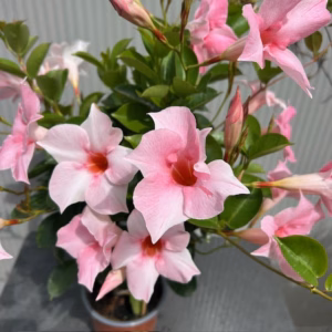 Dipladenia (Sundaville of Mandevilla) roze