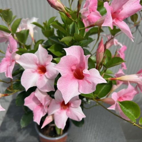 Dipladenia (Sundaville of Mandevilla) roze