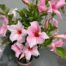 Dipladenia (Sundaville of Mandevilla) roze