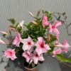 Dipladenia (Sundaville of Mandevilla) roze