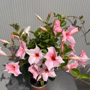 Dipladenia (Sundaville of Mandevilla) roze