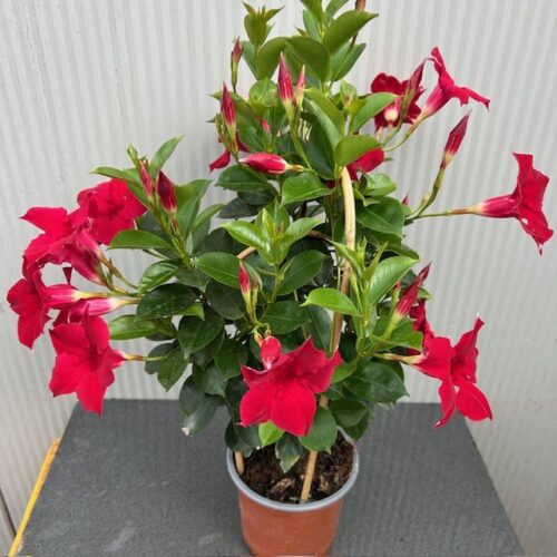 Verzorging van Dipladenia (Sundaville of Mandevilla) rood Geef de plant regelmatig water, maar voorkom dat de wortels langdurig nat staan. Een wekelijkse gift van vloeibare mest stimuleert een rijke bloei. De bloemen vallen vanzelf af als ze zijn uitgebloeid. Voor de winter binnenhalen op een lichte, vorstvrije plek. In het voorjaar kan ze licht teruggesnoeid worden om haar weer mooi in vorm te laten komen voor een nieuw bloeiseizoen.
