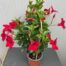 Verzorging van Dipladenia (Sundaville of Mandevilla) rood Geef de plant regelmatig water, maar voorkom dat de wortels langdurig nat staan. Een wekelijkse gift van vloeibare mest stimuleert een rijke bloei. De bloemen vallen vanzelf af als ze zijn uitgebloeid. Voor de winter binnenhalen op een lichte, vorstvrije plek. In het voorjaar kan ze licht teruggesnoeid worden om haar weer mooi in vorm te laten komen voor een nieuw bloeiseizoen.