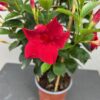 Dipladenia (Sundaville of Mandevilla) rood