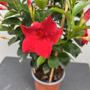 Dipladenia (Sundaville of Mandevilla) rood