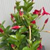 Dipladenia (Sundaville of Mandevilla) rood