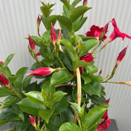 Dipladenia (Sundaville of Mandevilla) rood
