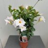 Dipladenia (Sundaville of Mandevilla) wit
