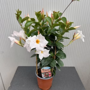 Dipladenia (Sundaville of Mandevilla) wit