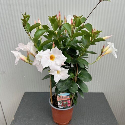 Dipladenia (Sundaville of Mandevilla) wit