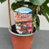 Dipladenia (Sundaville of Mandevilla)