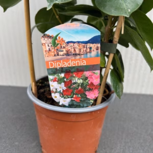 Dipladenia (Sundaville of Mandevilla)