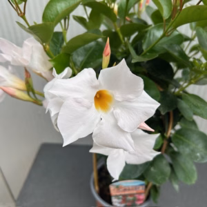 Dipladenia (Sundaville of Mandevilla) wit