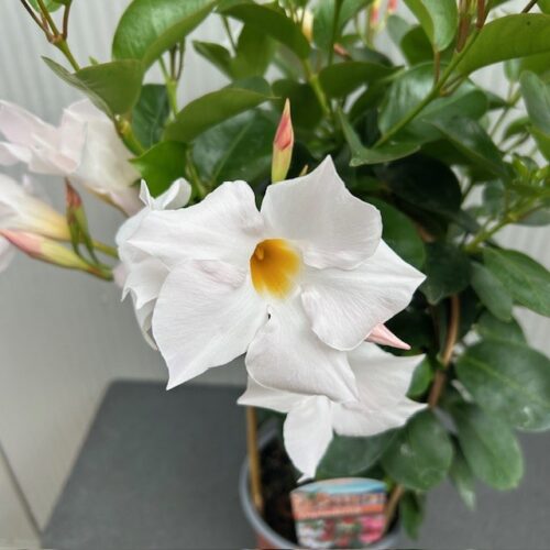 Dipladenia (Sundaville of Mandevilla) wit
