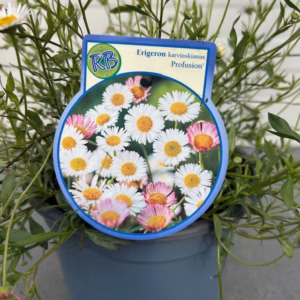 Erigeron kar. Profusion (Fijnstraal)