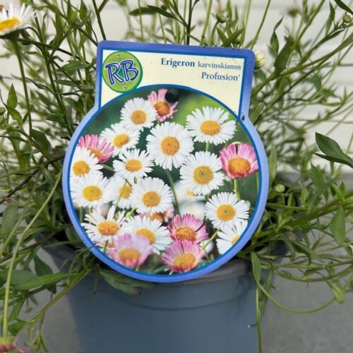 Erigeron kar. Profusion (Fijnstraal)