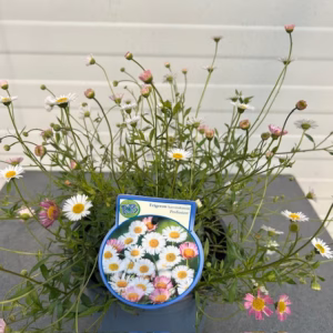 Erigeron kar. Profusion (Fijnstraal)