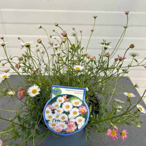 Erigeron kar. Profusion (Fijnstraal)