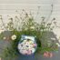 Erigeron kar. Profusion (Fijnstraal)