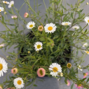 Erigeron kar. Profusion (Fijnstraal)